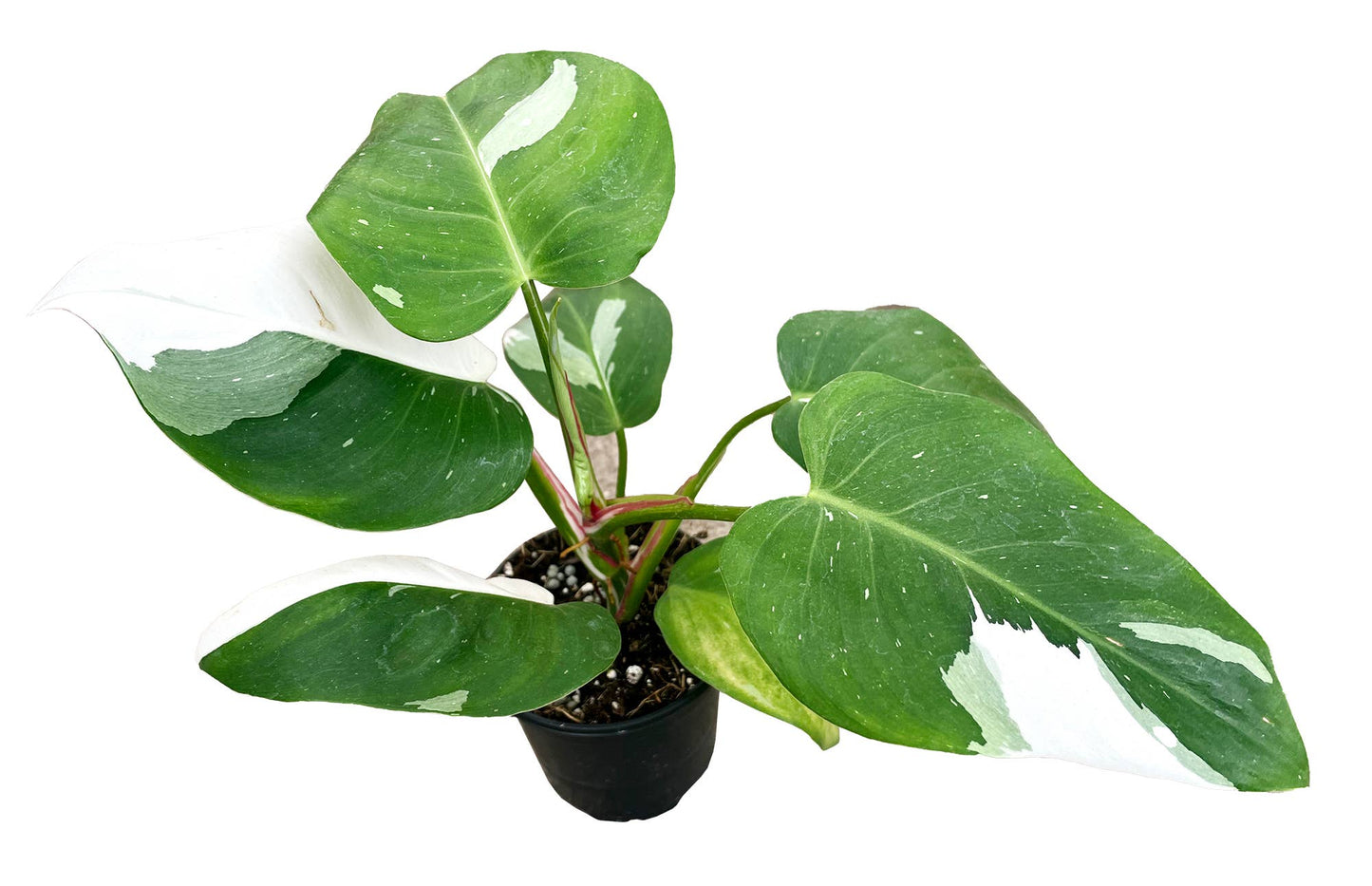 Philodendron White Princess 4 inch in Grower Pot - Tampa Home & Garden Store