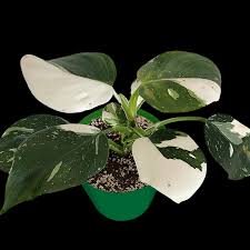Philodendron White Wizard - Tampa Home & Garden Store