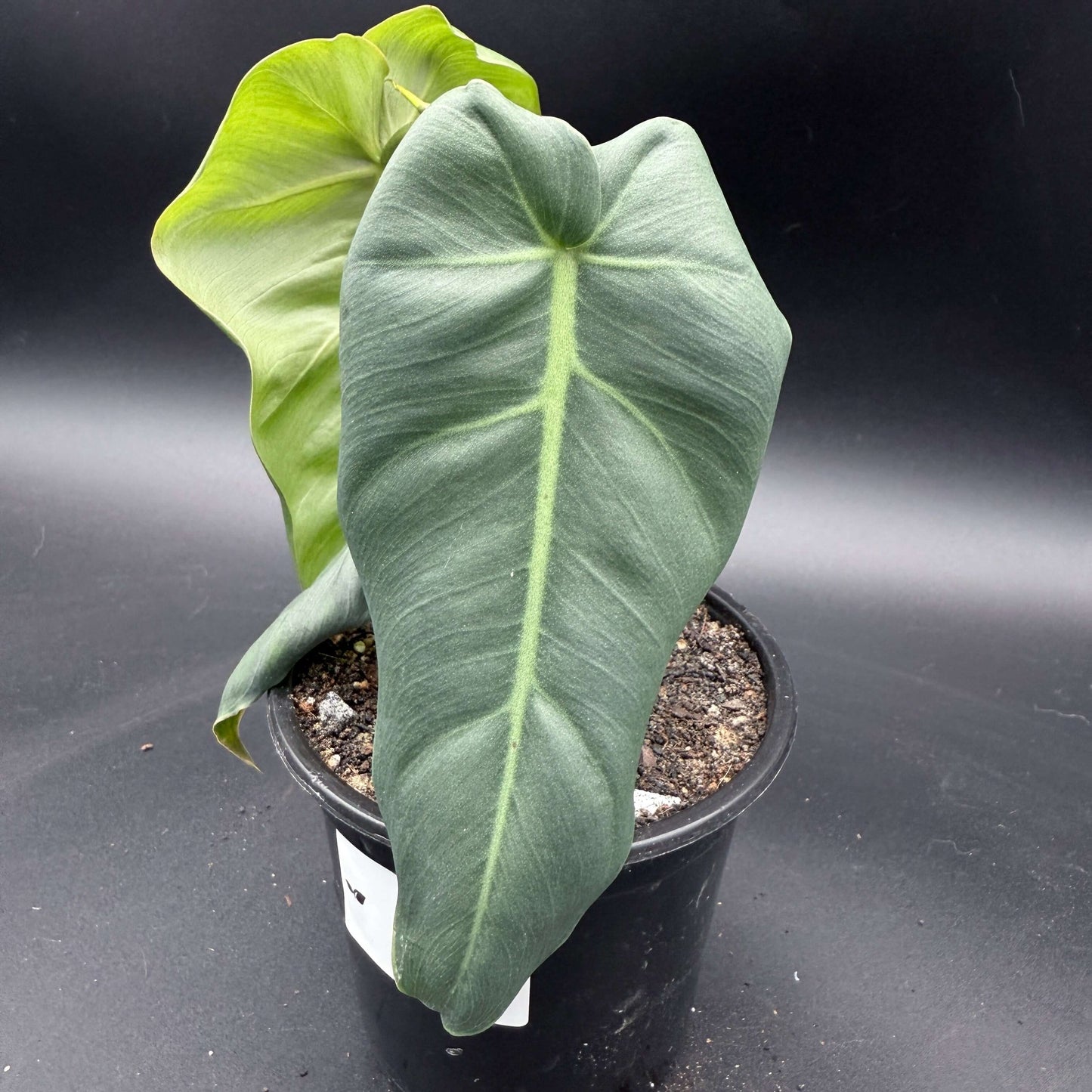 Philodendron maximum - Tampa Home & Garden Store