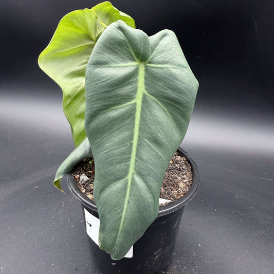 Philodendron maximum - Tampa Home & Garden Store