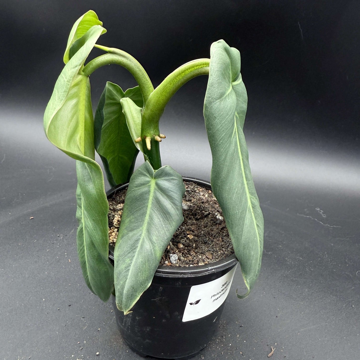 Philodendron maximum - Tampa Home & Garden Store