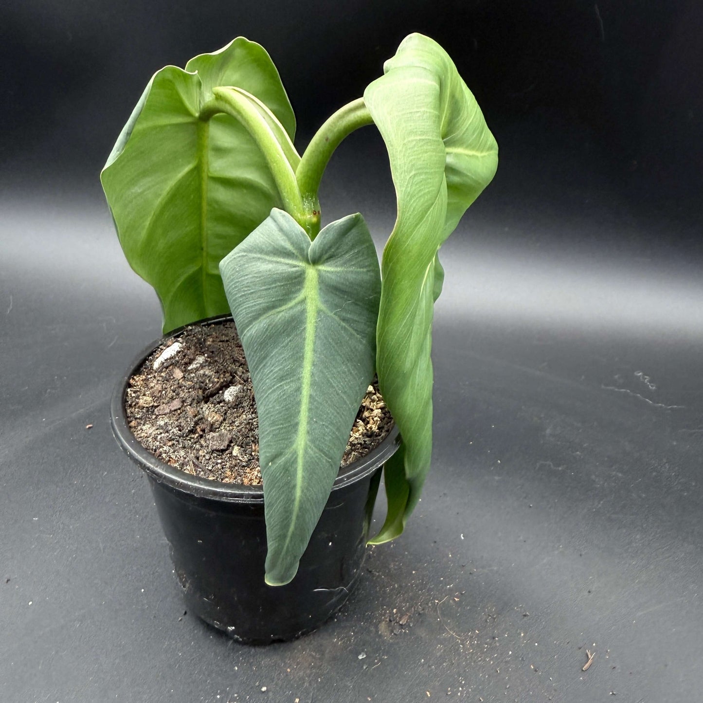 Philodendron maximum - Tampa Home & Garden Store