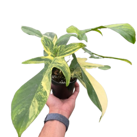 Philodendron Florida Beauty Variegated indoor plant in a small pot with green and yellow leaves House Plant Shop on Tampa Home & Garden Store