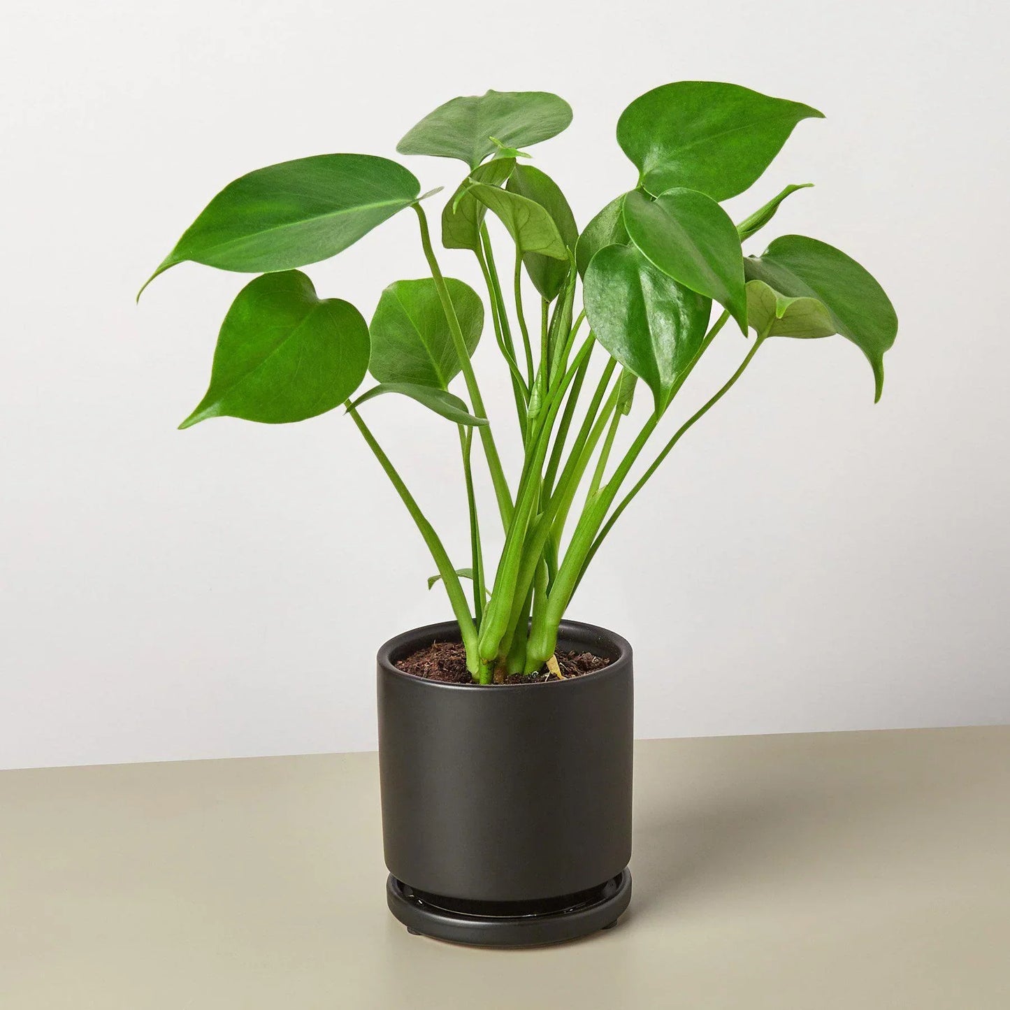 Philodendron Monstera Split-Leaf 4-inch plant with green leaves Rooted Treasures Farms on Tampa Home & Garden Store
