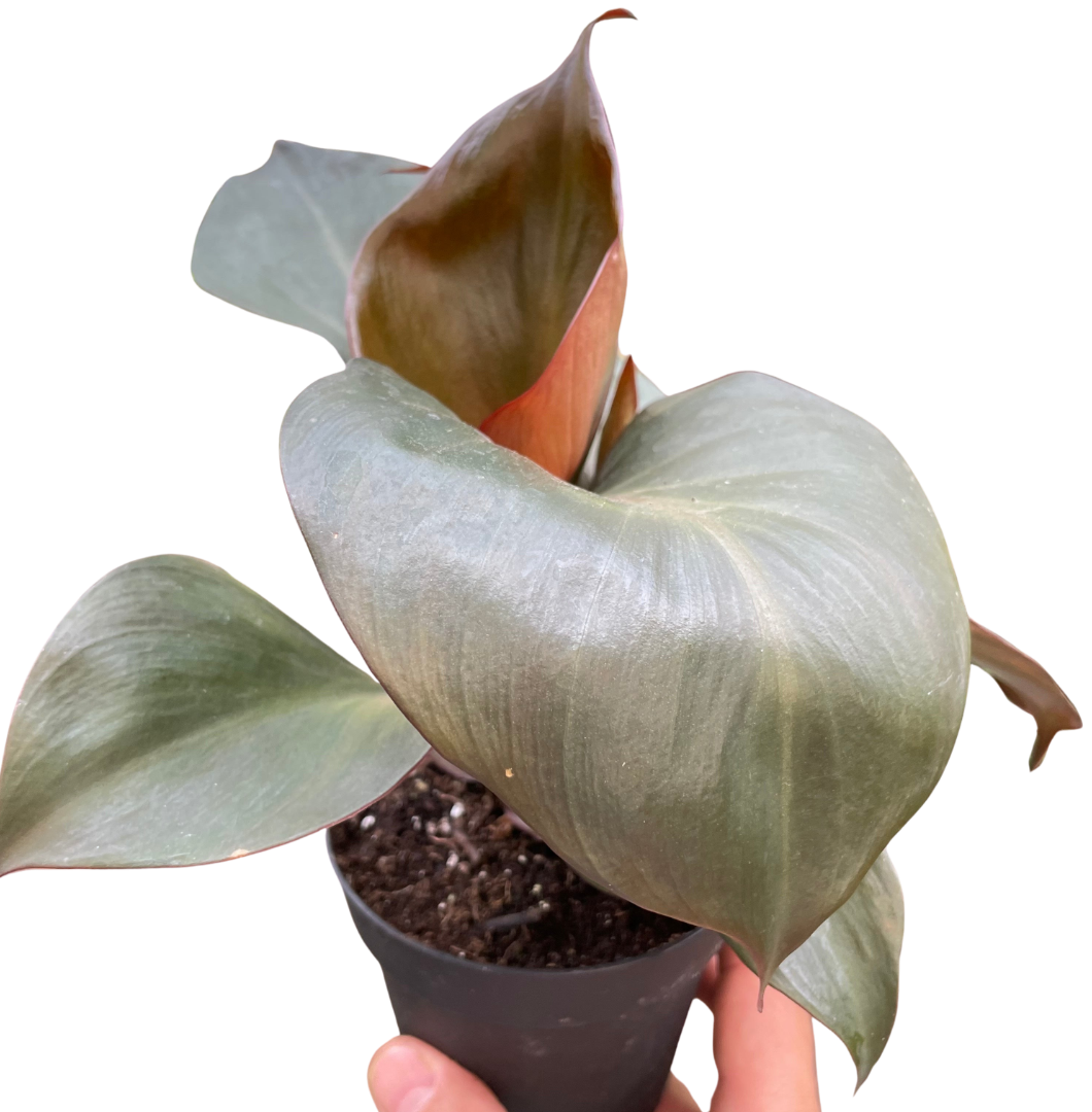 Philodendron 'Red Heart' indoor plant by Rooted Treasures Farms with broad green leaves in pot on Tampa Home & Garden Store