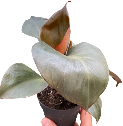 Philodendron 'Red Heart' indoor plant by Rooted Treasures Farms with broad green leaves in pot on Tampa Home & Garden Store