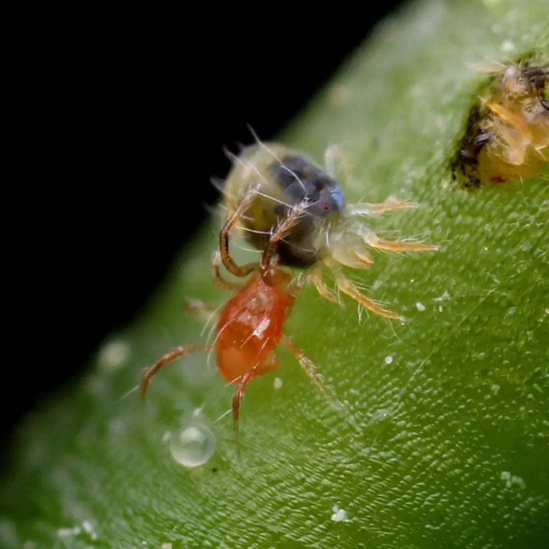 Phytoseiulus Persimilis Control For Spider Mites