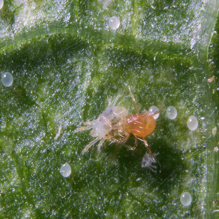 Phytoseiulus Persimilis Control For Spider Mites