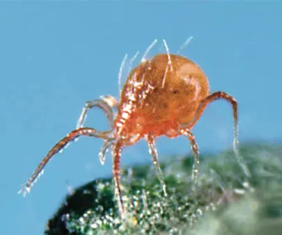 Phytoseiulus Persimilis Control For Spider Mites