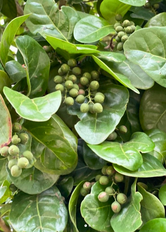 Pigeon Plum (Coccoloba diversifolia) - Tampa Home & Garden Store