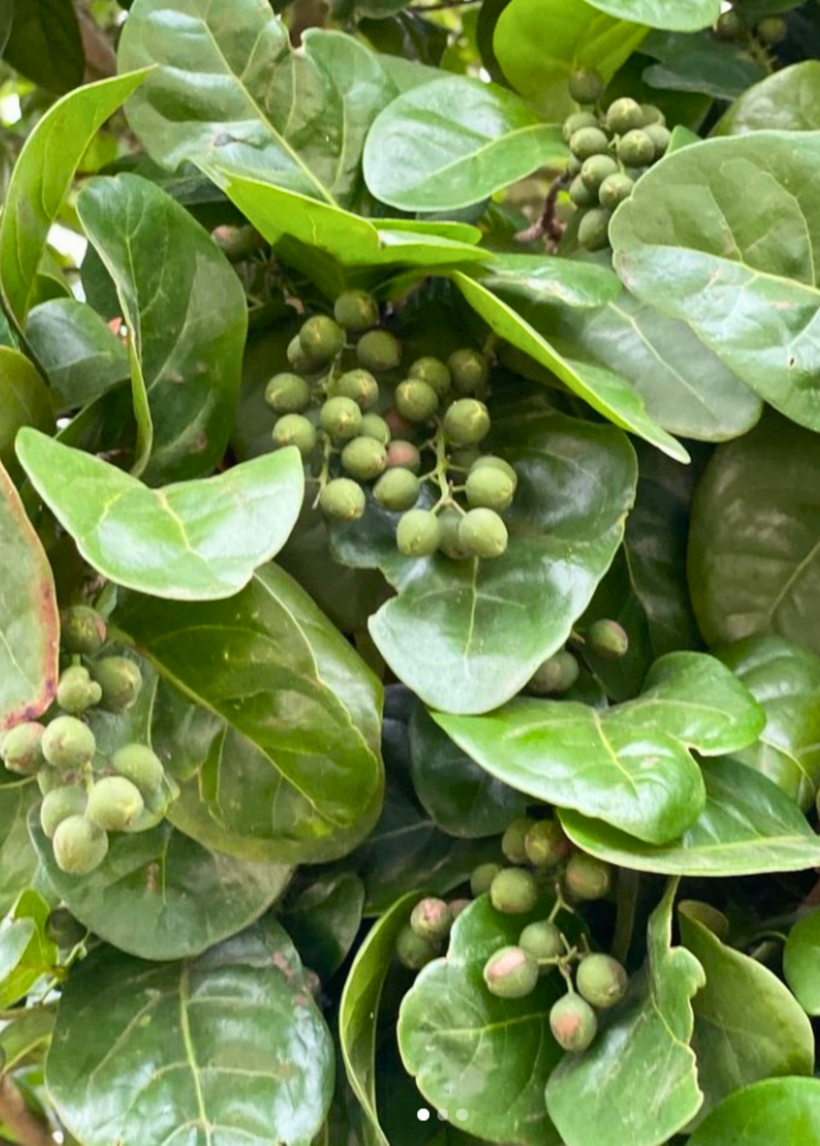 Pigeon Plum (Coccoloba diversifolia) - Tampa Home & Garden Store