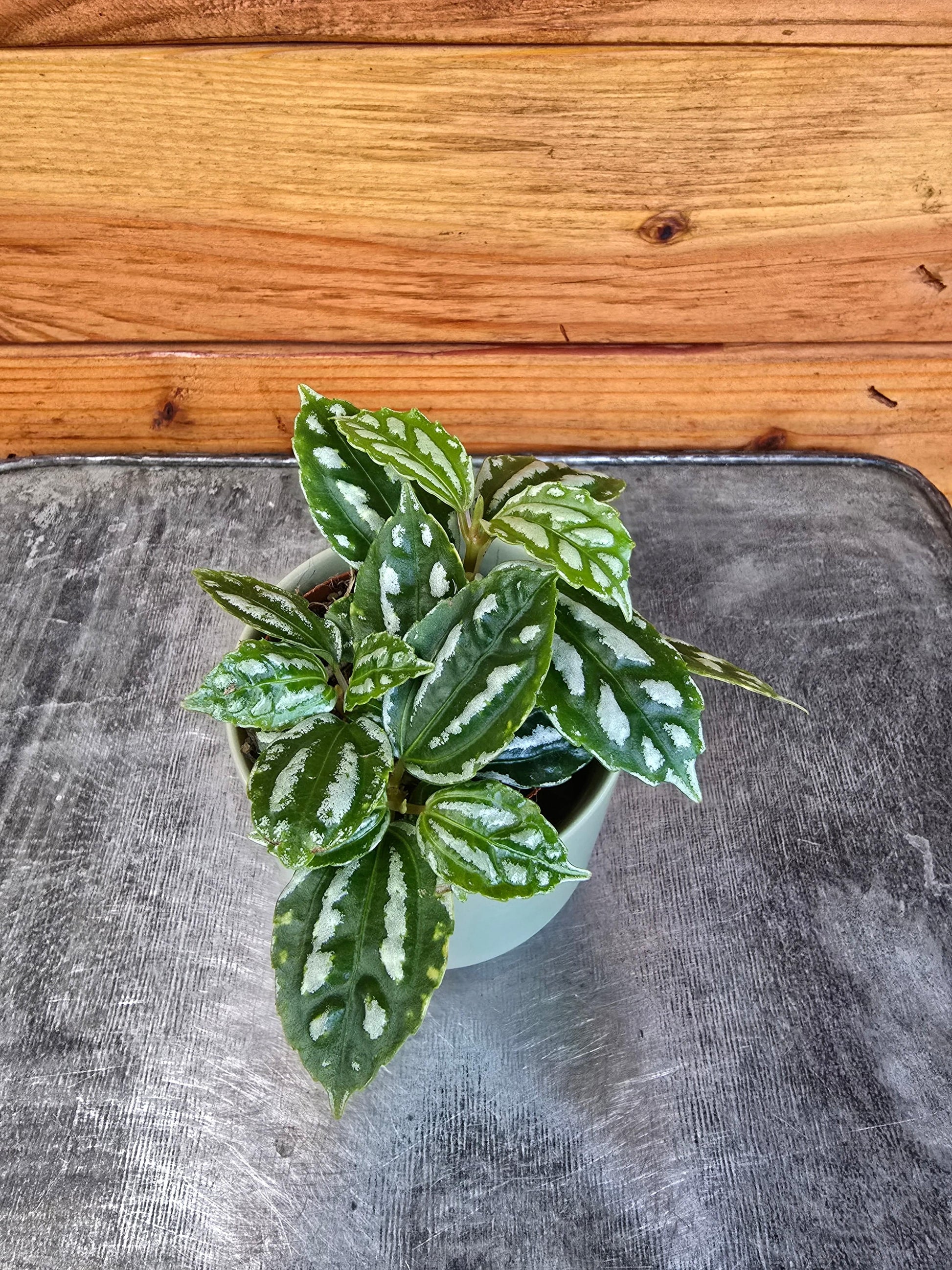 Pilea Cadierei Aluminium, 2" Plant - Tampa Home & Garden Store