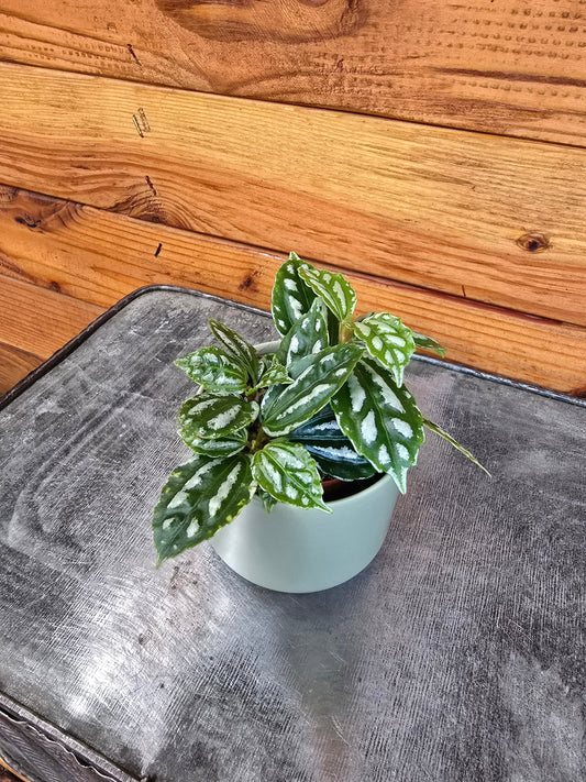 Pilea Cadierei Aluminium, 2" Plant - Tampa Home & Garden Store