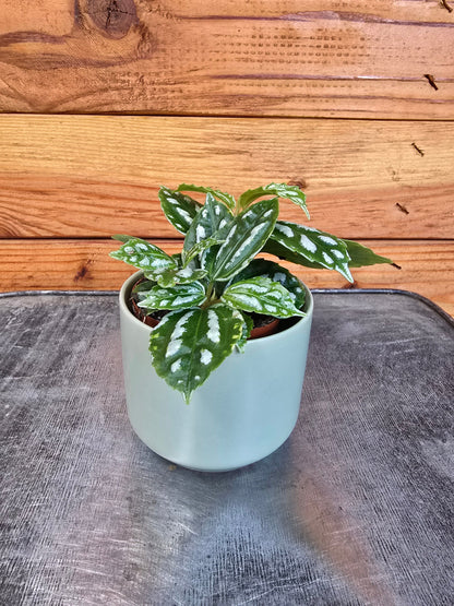 Pilea Cadierei Aluminium, 2" Plant - Tampa Home & Garden Store