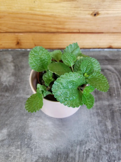 Pilea Creeping Charlie houseplant, 2 inch, green crinkled leaves in white pot on wood backdrop on Tampa Home & Garden Store
