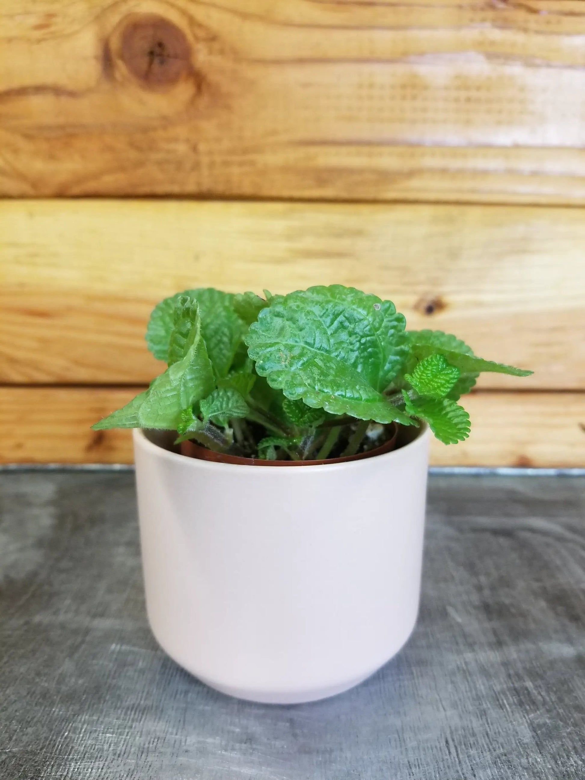 Pilea Creeping Charlie 2in plant with crinkled green leaves in white pot on Tampa Home & Garden Store
