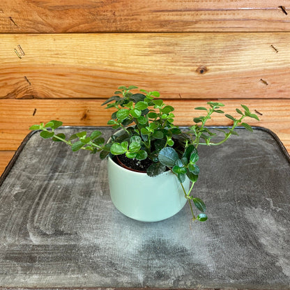 Pilea Espresso, 2" Plant - Tampa Home & Garden Store