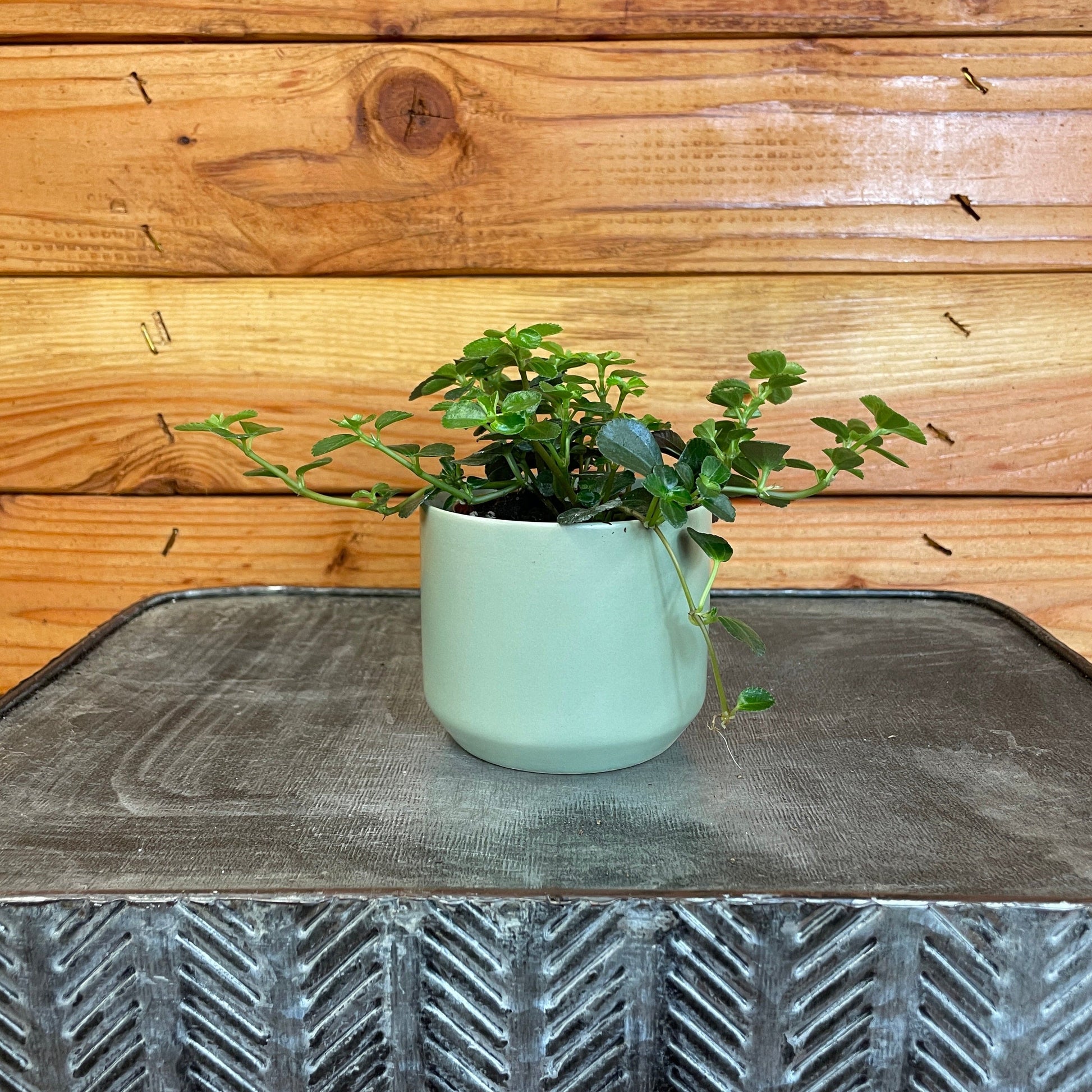 Pilea Espresso, 2" Plant - Tampa Home & Garden Store