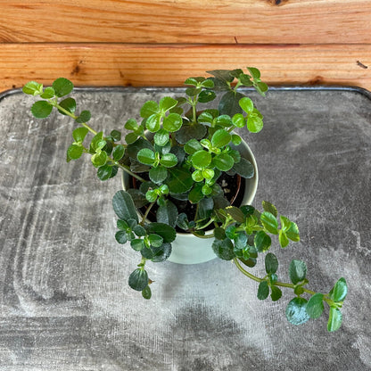 Pilea Espresso, 2" Plant - Tampa Home & Garden Store