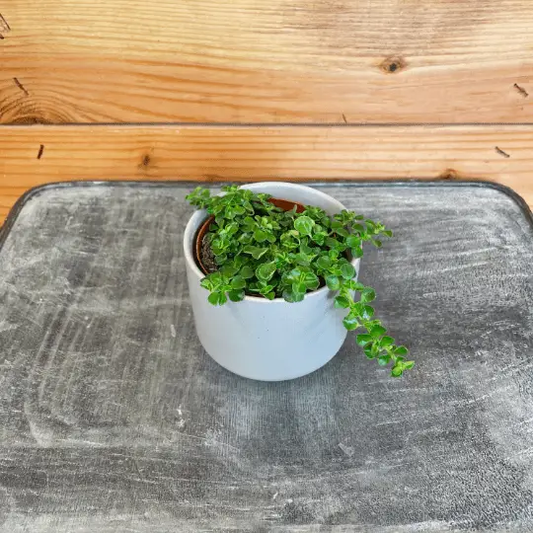 Pilea Green Baby Tears 2-inch plant in pot with trailing leaves on Tampa Home & Garden Store