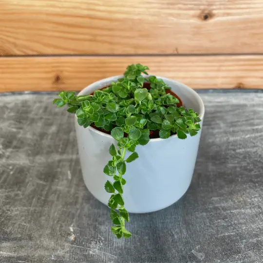 Pilea Green Baby Tears, 2" Plant - Tampa Home & Garden Store