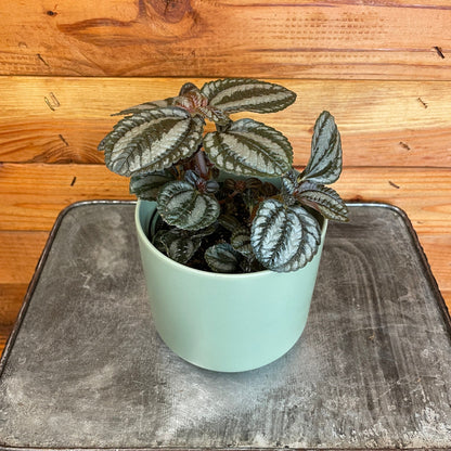 Pilea Norfolk, 4" Plant - Tampa Home & Garden Store