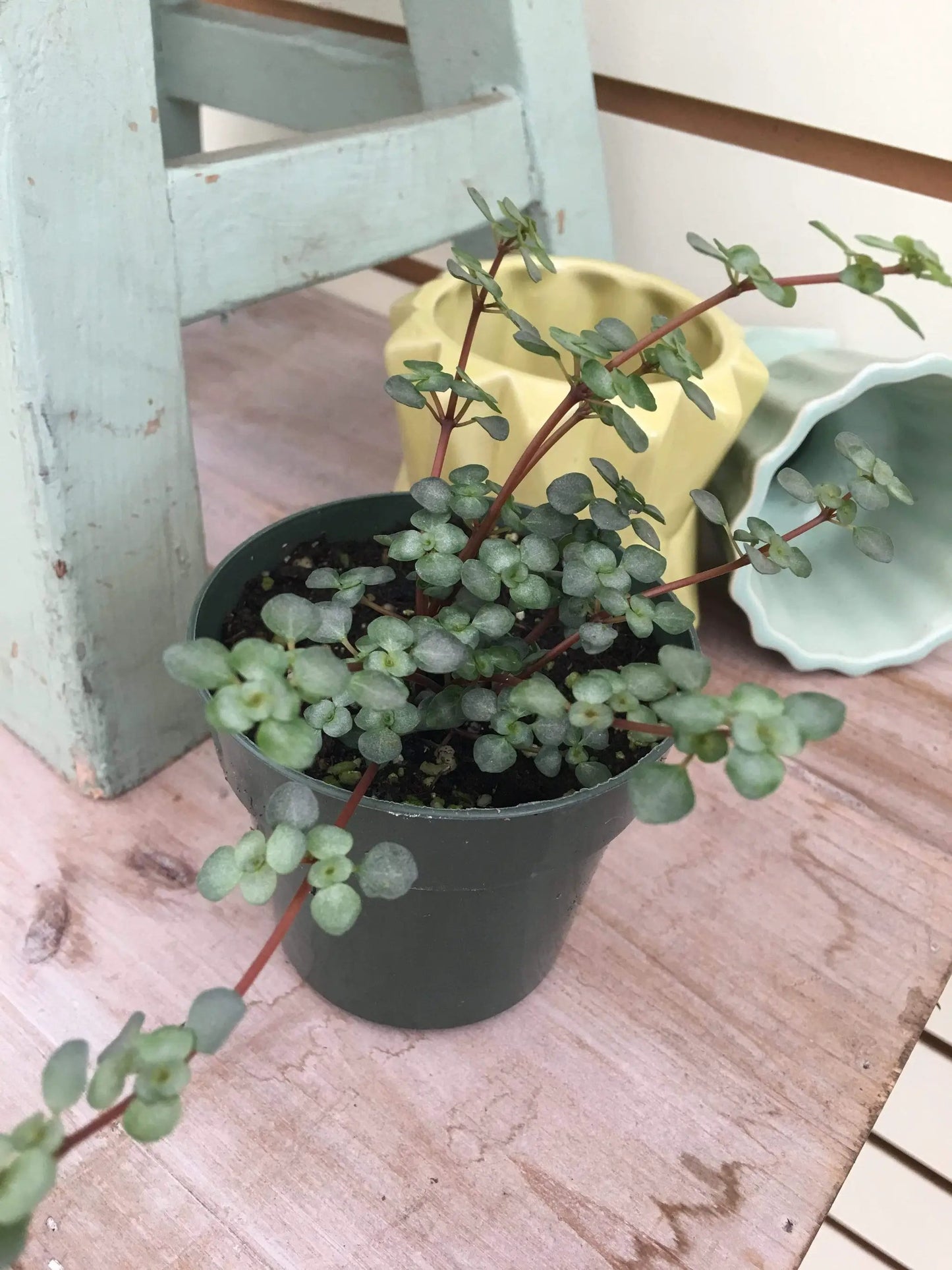 Pilea Silver Baby Tears, 2" Plant - Tampa Home & Garden Store