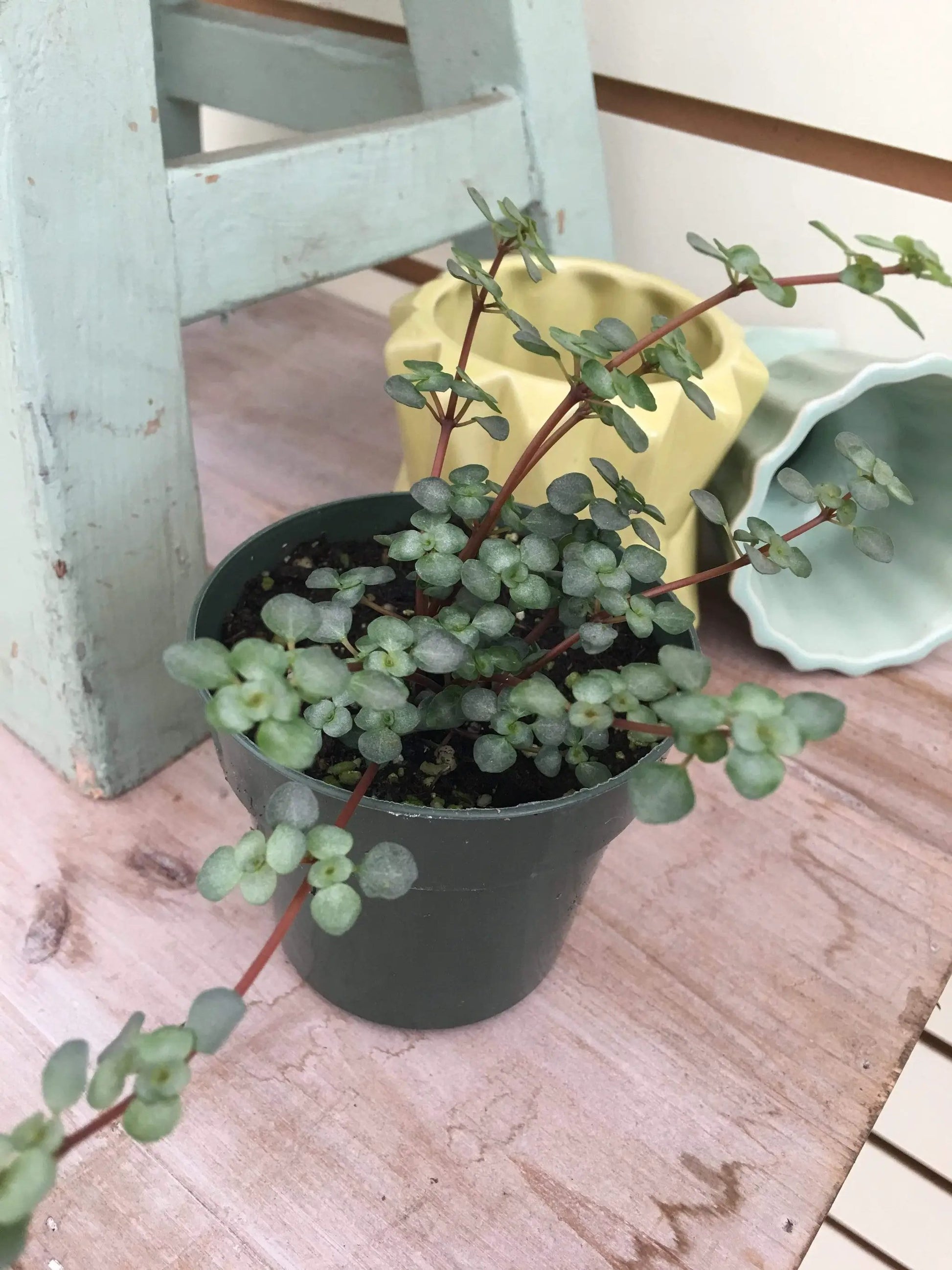 Pilea Silver Baby Tears, 2" Plant - Tampa Home & Garden Store