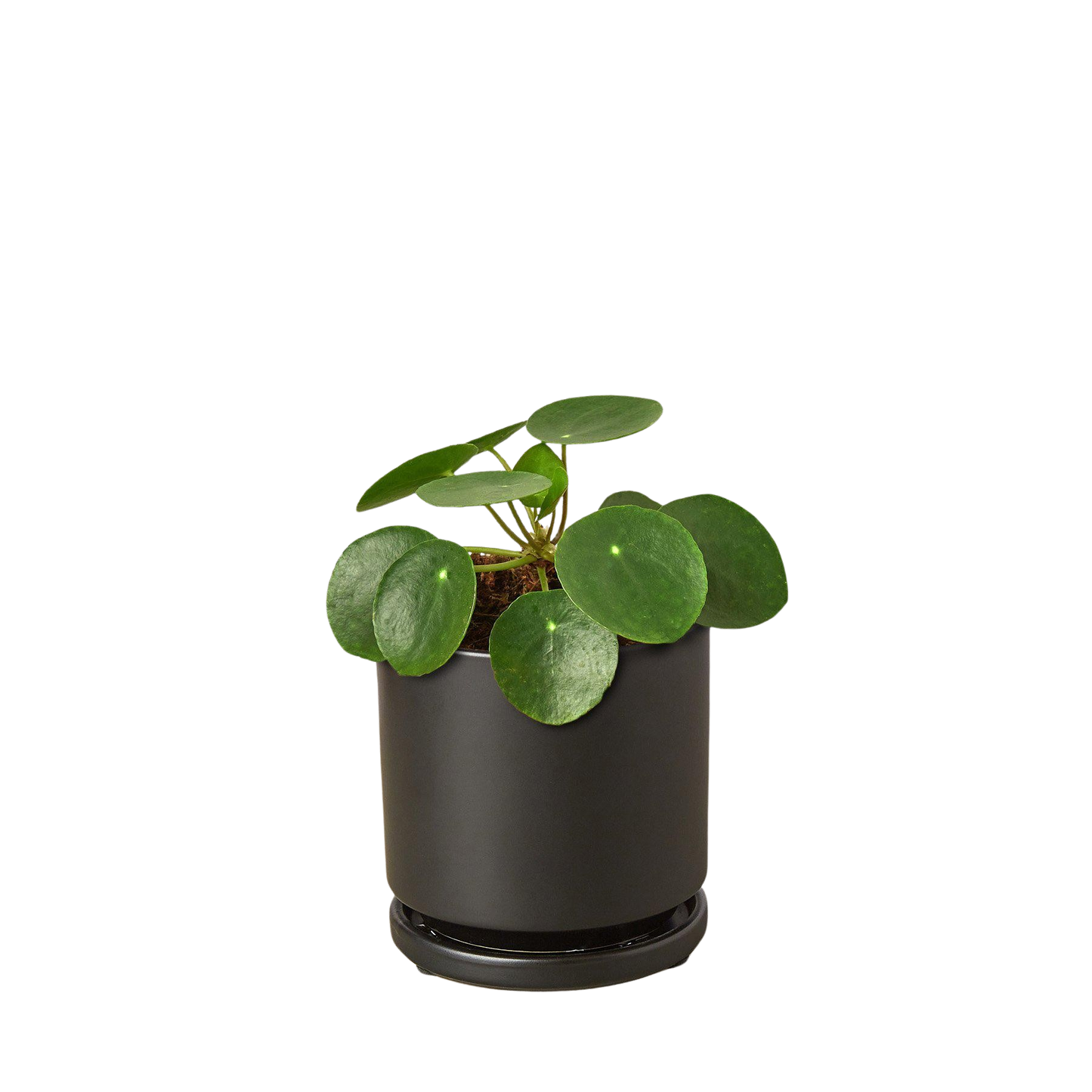 Pilea Peperomioides plant with round, glossy green leaves in a black pot on Tampa Home & Garden Store