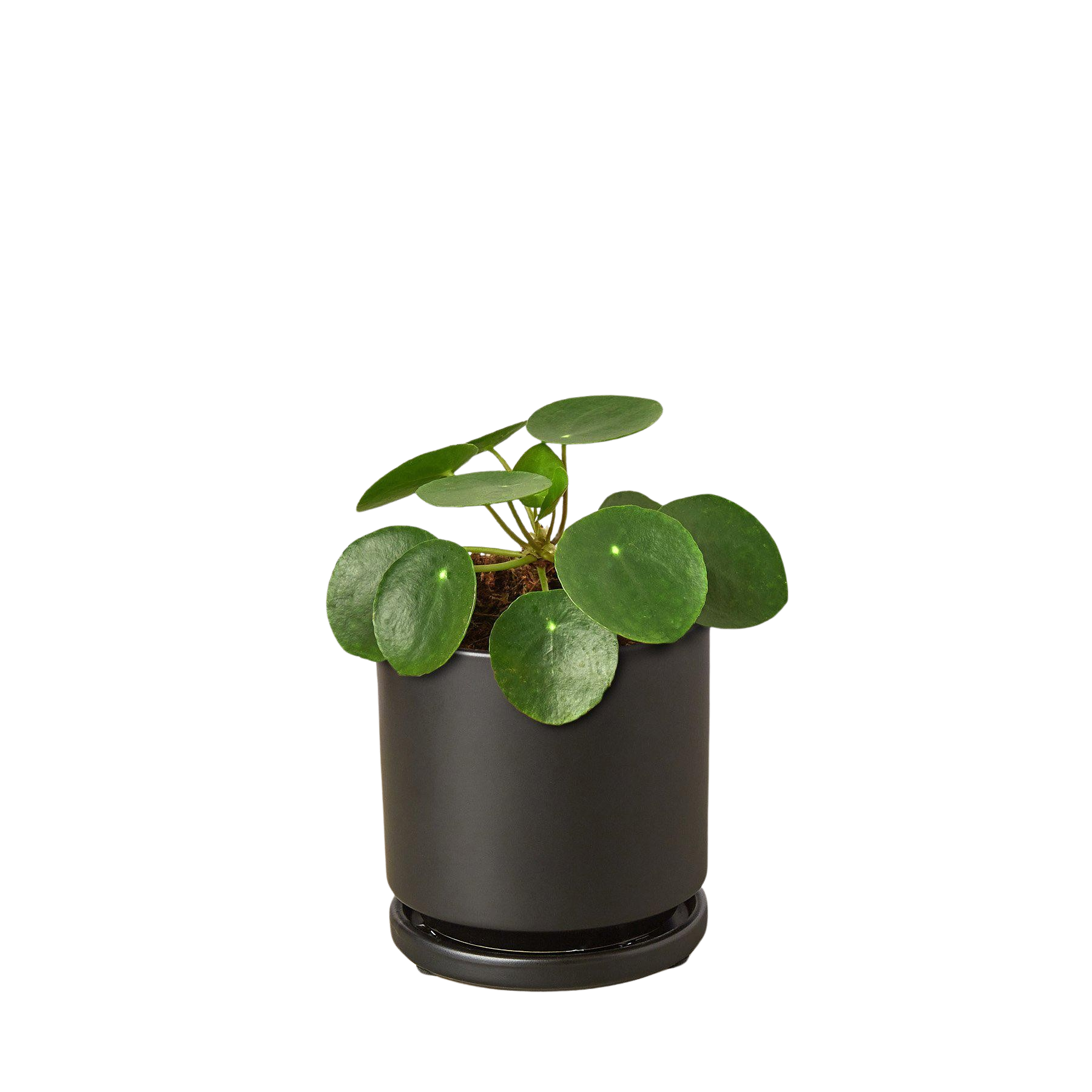 Pilea Peperomioides plant with round, glossy green leaves in a black pot on Tampa Home & Garden Store