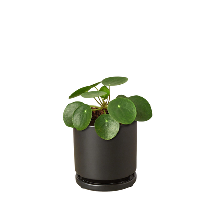 Pilea Peperomioides plant with round, glossy green leaves in a black pot on Tampa Home & Garden Store