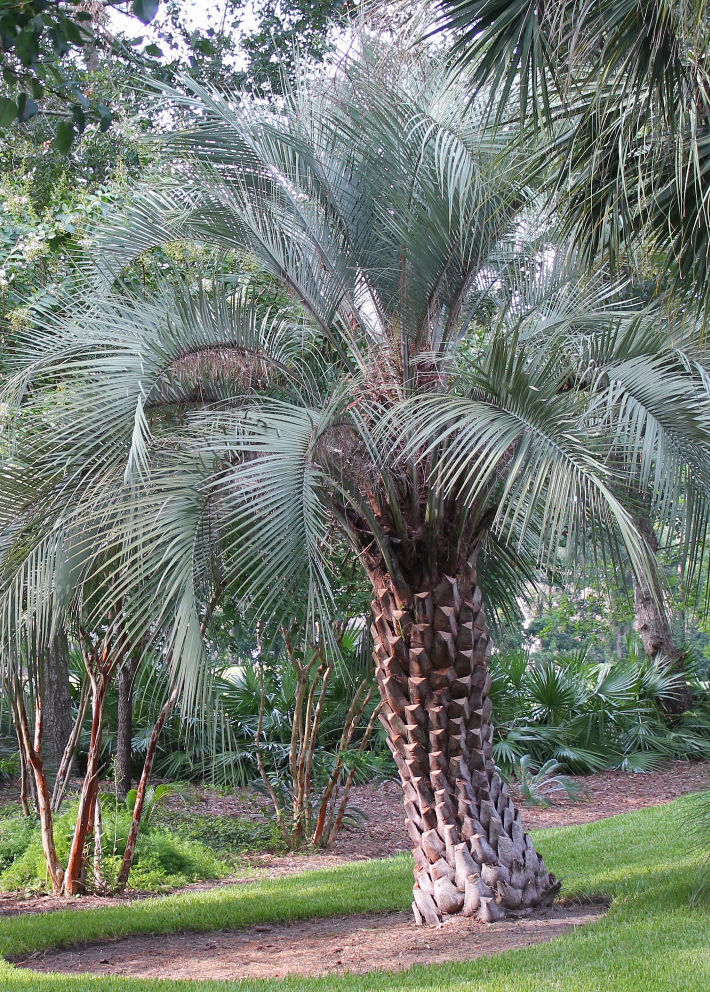 Jelly Palm Tree (Butia capitata)