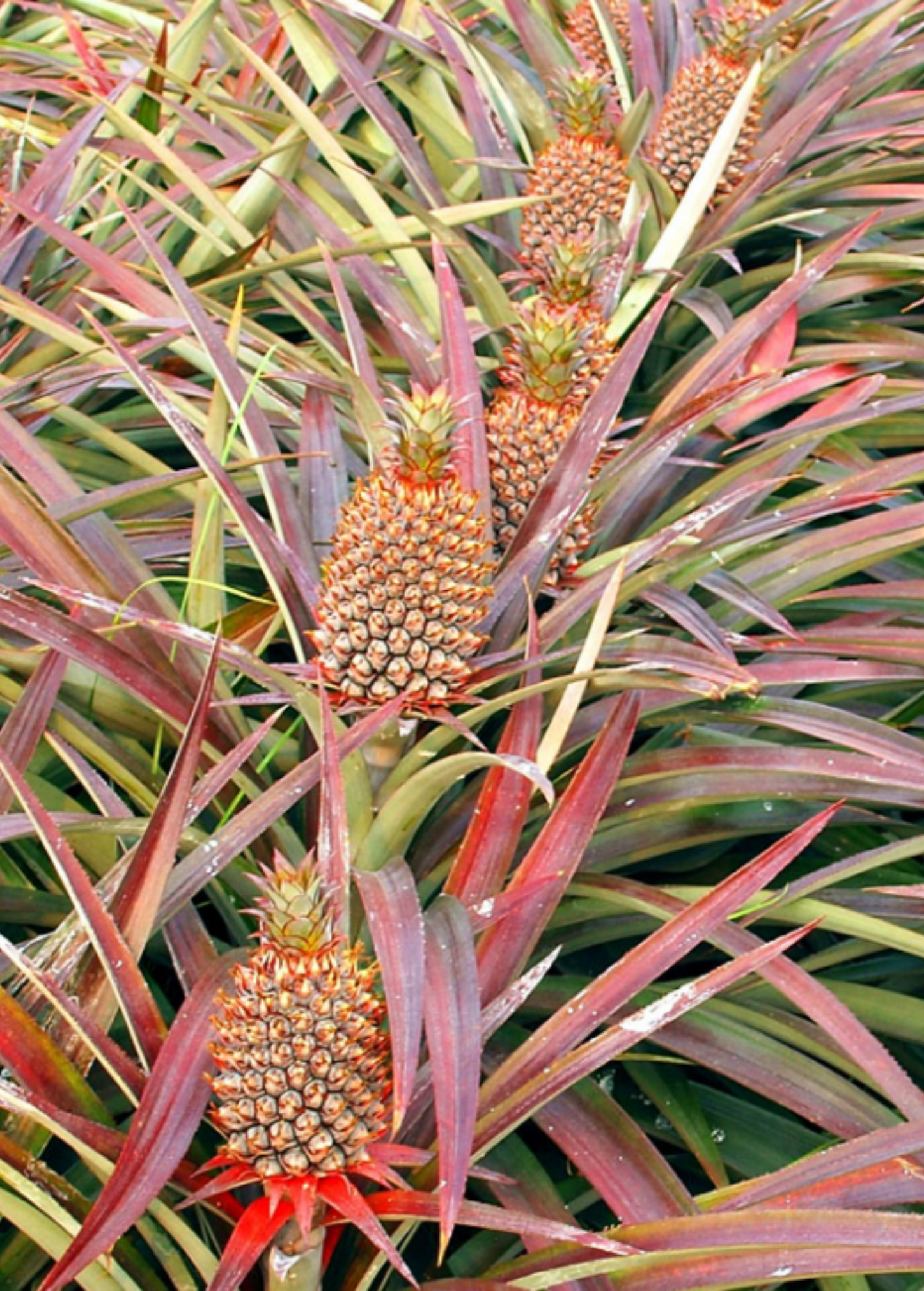 Pineapple 'Florida Special' (Ananas comosus) - Tampa Home & Garden Store