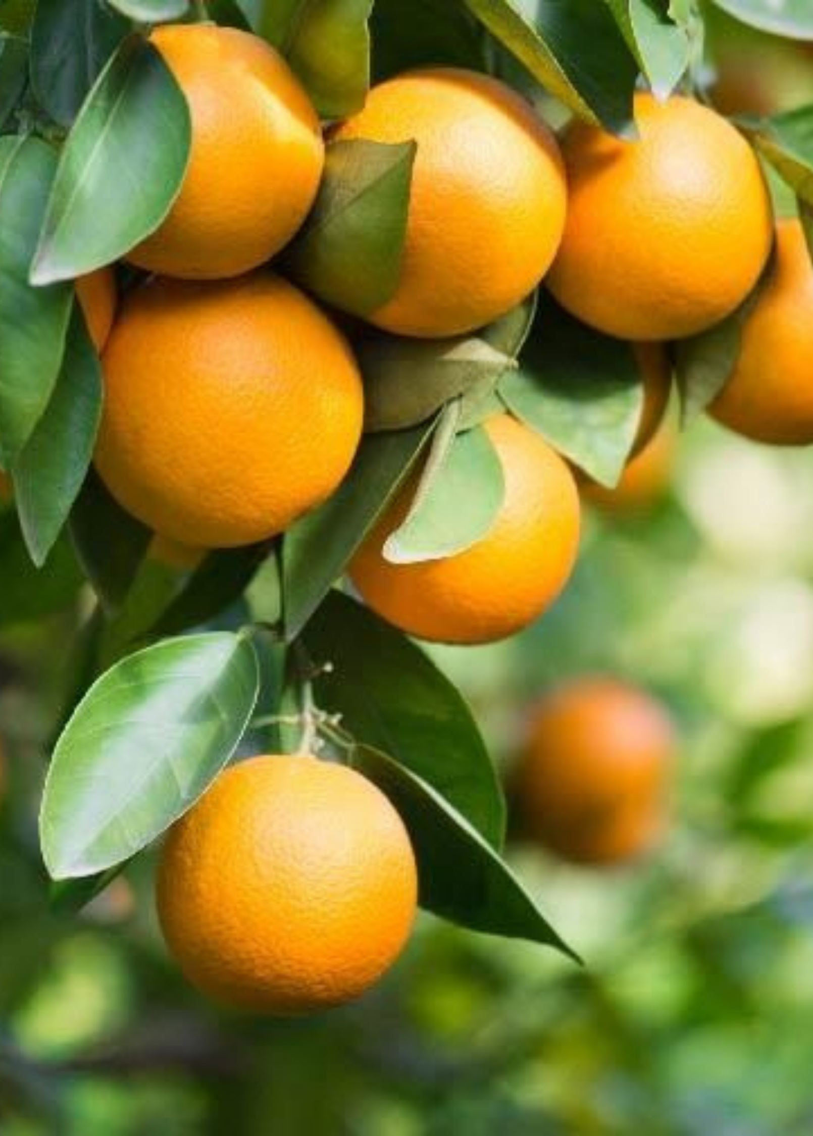 Pineapple Orange Tree (Citrus sinensis L. Osbeck) - Tampa Home & Garden Store
