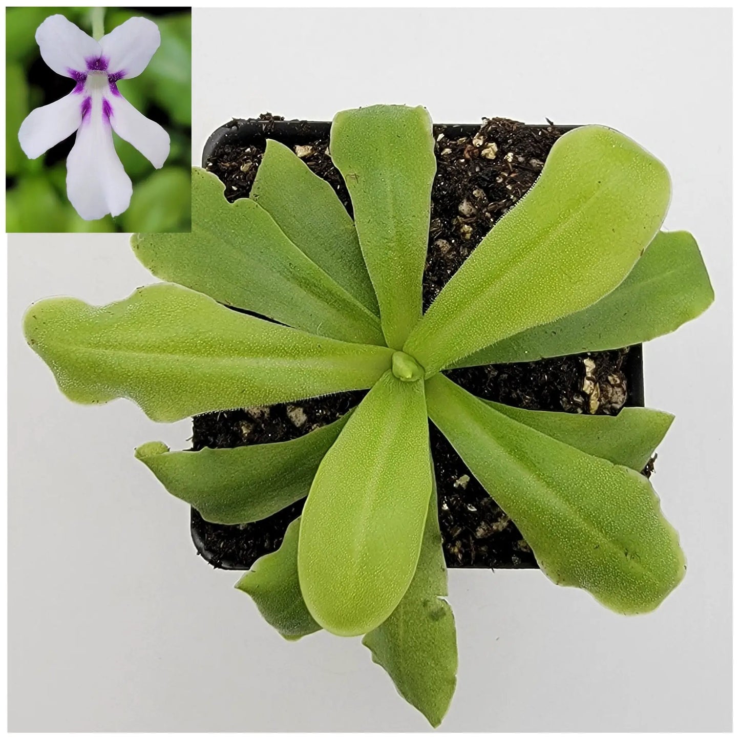 Pinguicula ANPA a Carnivorous Butterwort Plants