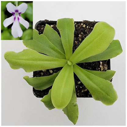 Pinguicula ANPA a Carnivorous Butterwort Plants