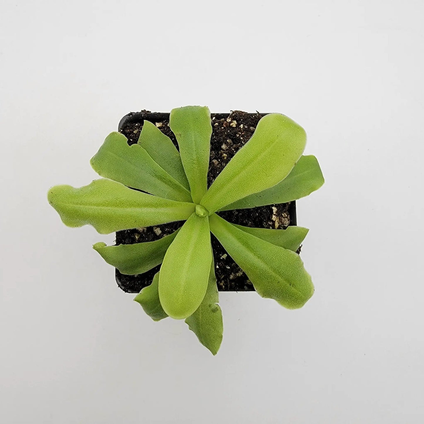 Pinguicula ANPA a Carnivorous Butterwort Plants