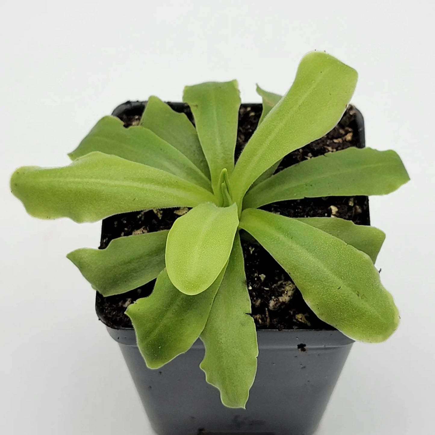 Pinguicula ANPA a Carnivorous Butterwort Plants
