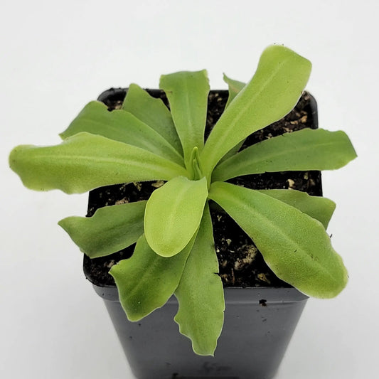 Pinguicula ANPA A butterwort plant with rosettes in black pot on Tampa Home & Garden Store