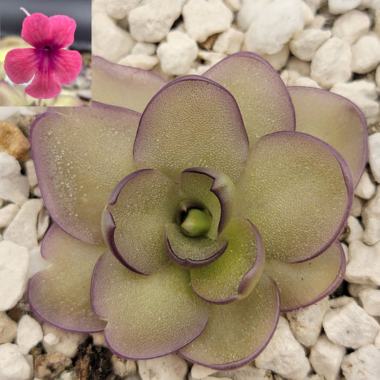 Pinguicula "Alani" live plant