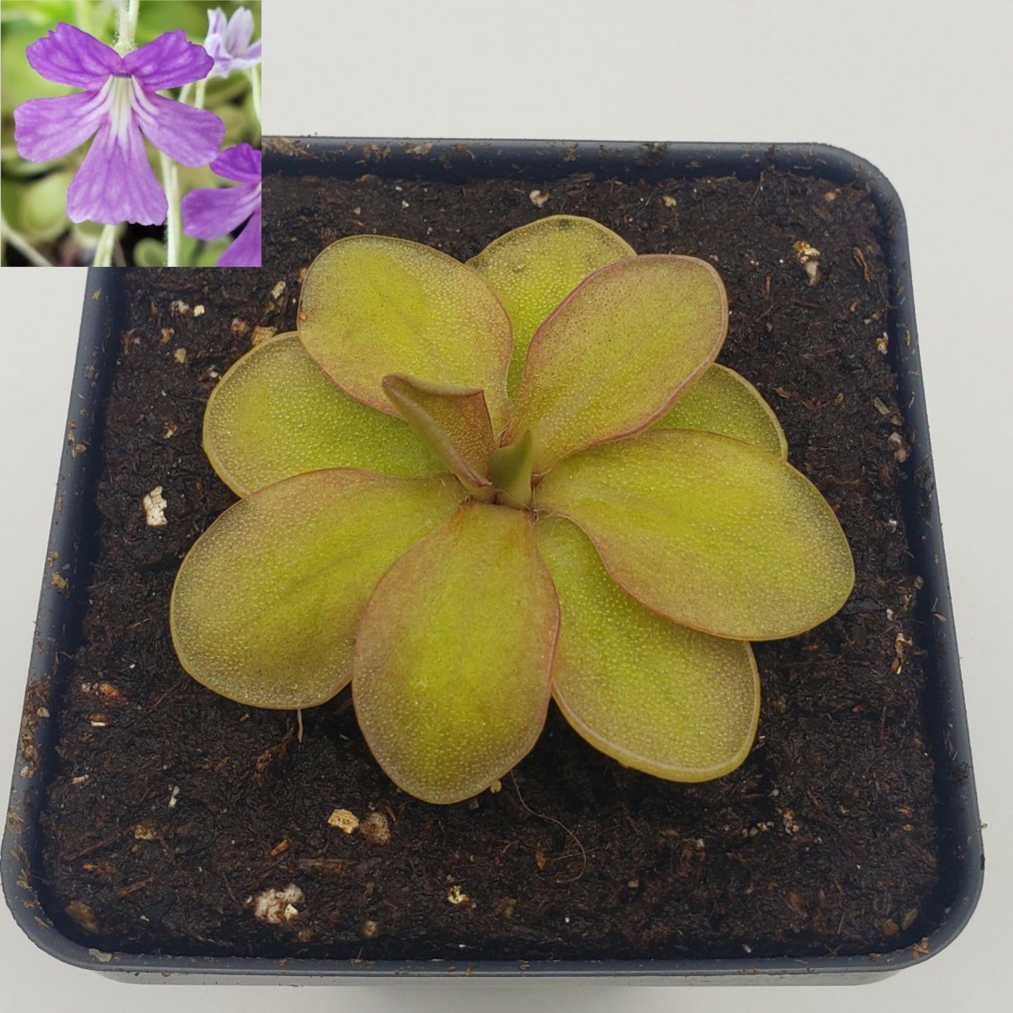 Pinguicula emarginata {de color rojo y roseta grande} x elizabethiae