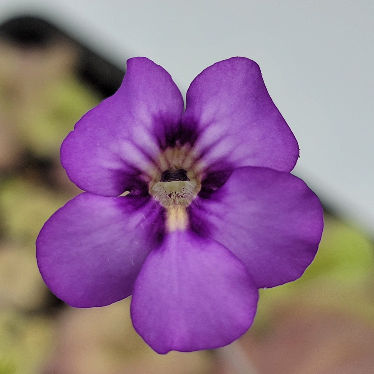 Pinguicula Jellyfish butterwort flower, vibrant purple petals with dark throat on Tampa Home & Garden Store