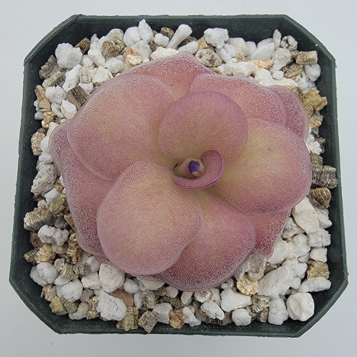 Pinguicula Jellyfish butterworts plant with pink rosette leaves in a pot on gravel on Tampa Home & Garden Store
