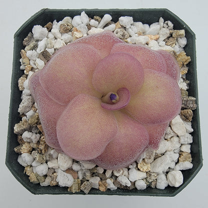 Pinguicula Jellyfish butterworts plant with pink rosette leaves in a pot on gravel on Tampa Home & Garden Store
