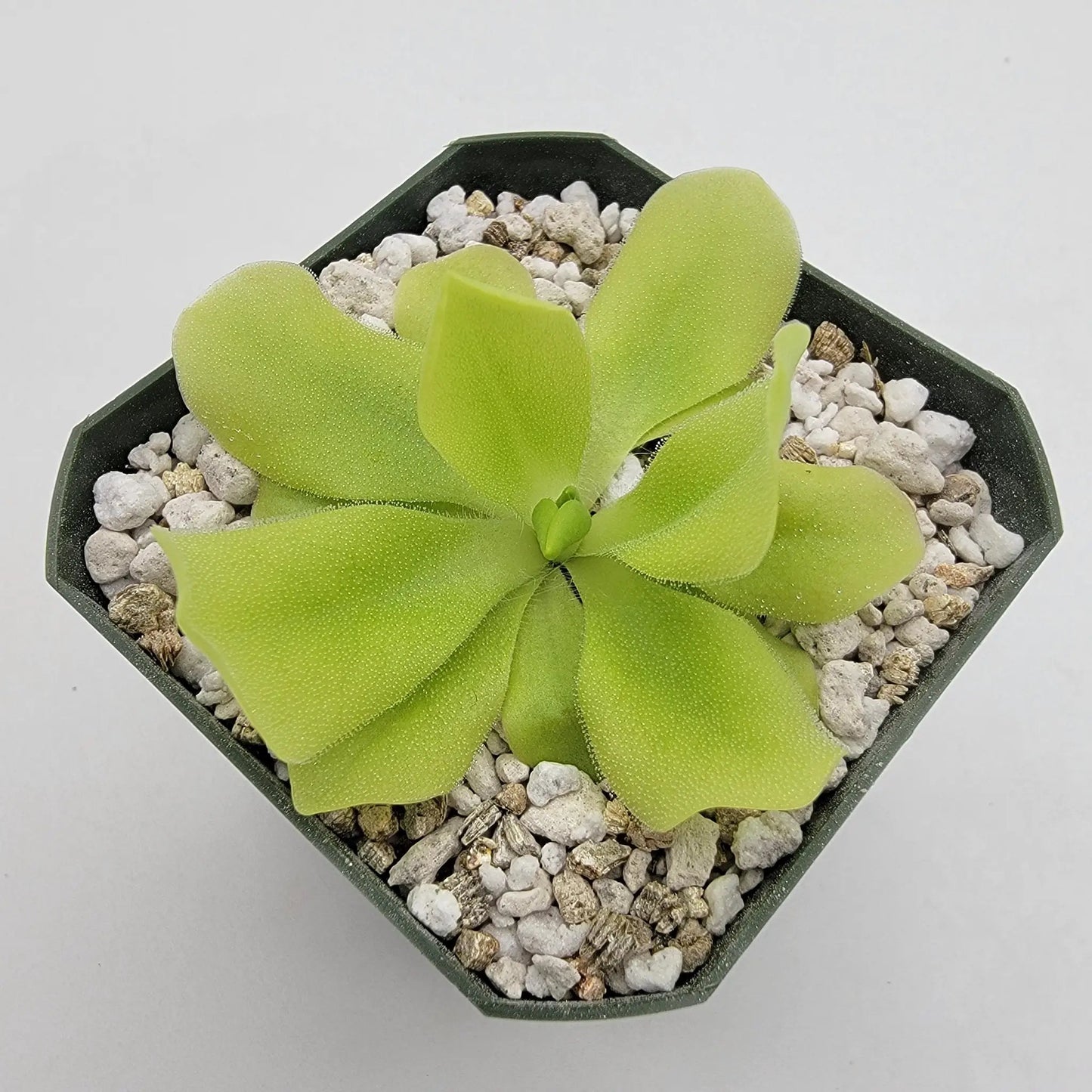 Pinguicula Pecosita Seed Grown Freckled Flower