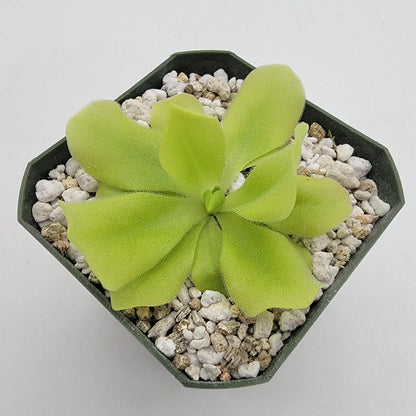 Pinguicula Pecosita Seed Grown Freckled Flower