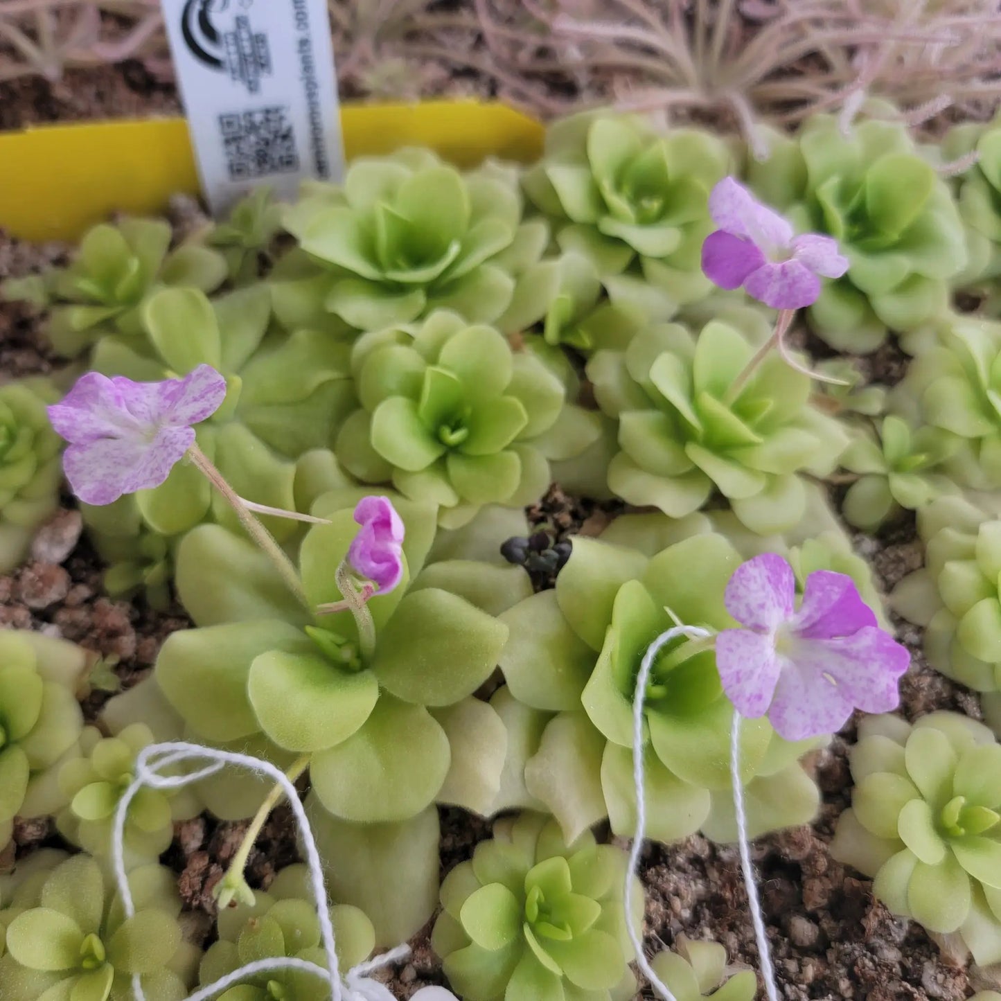 Pinguicula Pecosita Seed Grown Freckled Flower