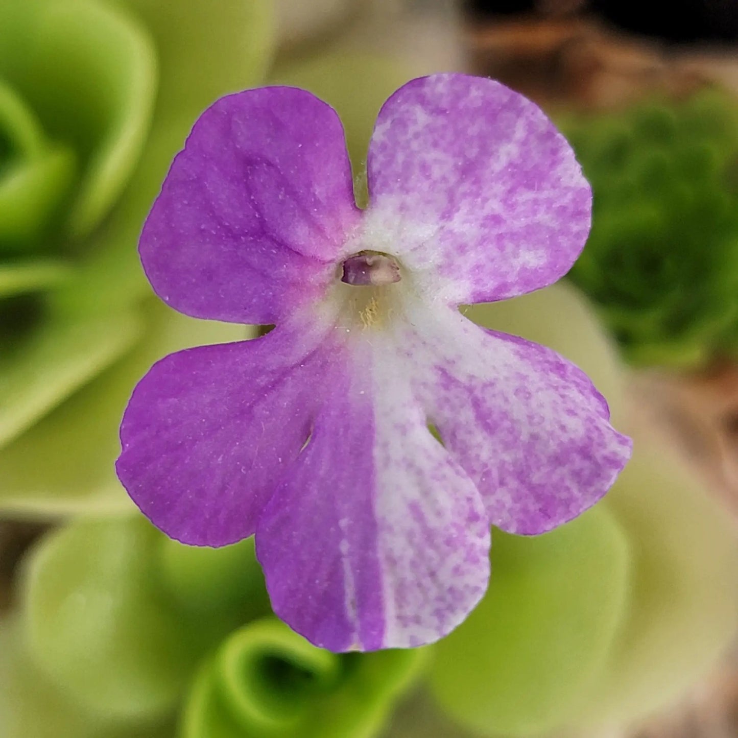 Pinguicula Pecosita Seed Grown Freckled Flower