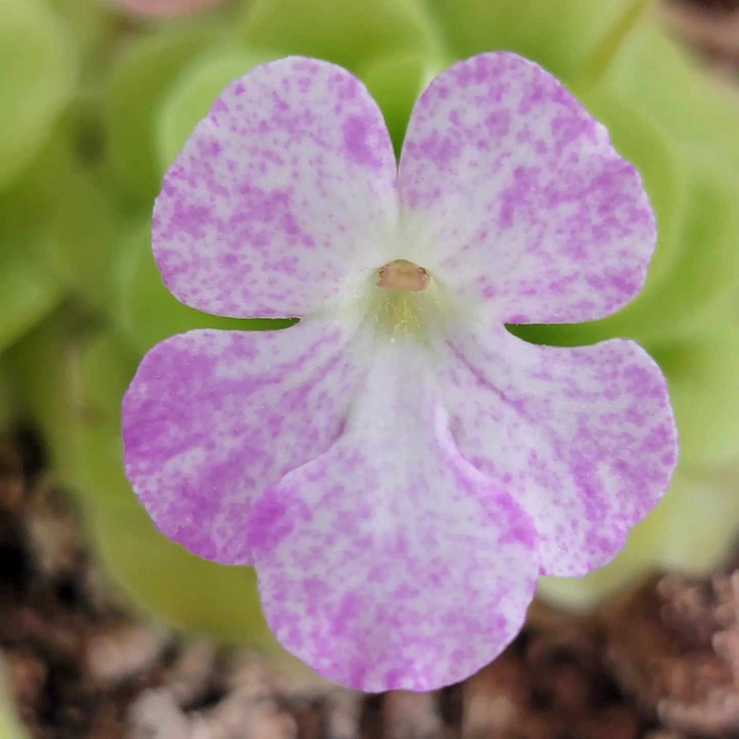 Pinguicula Pecosita Seed Grown Freckled Flower