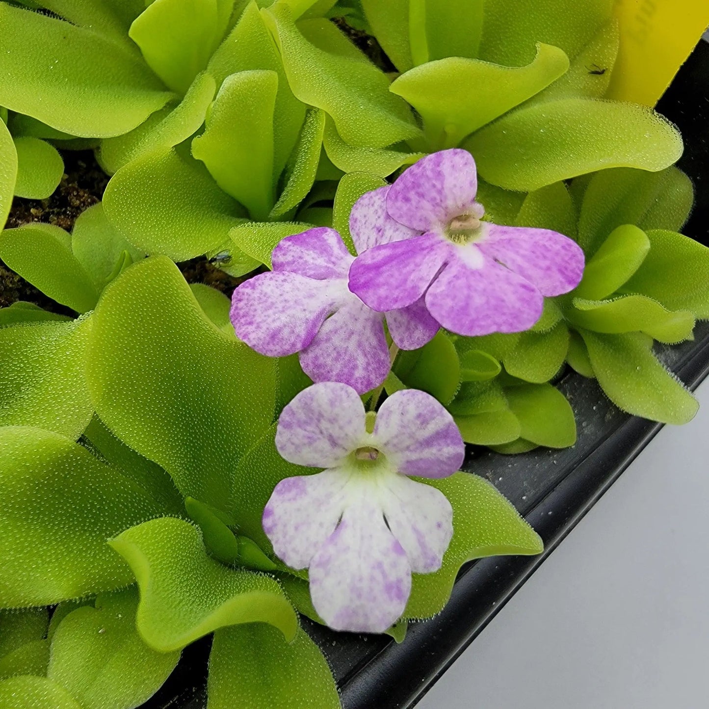 Pinguicula Pecosita Seed Grown Freckled Flower